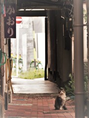 蔵：江尻町の猫