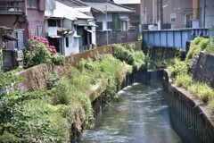 拝啓 夏至の候 吉原8