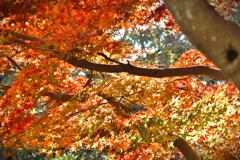 拝啓 小雪の候 浜松城公園3