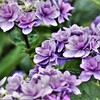 紫陽花1