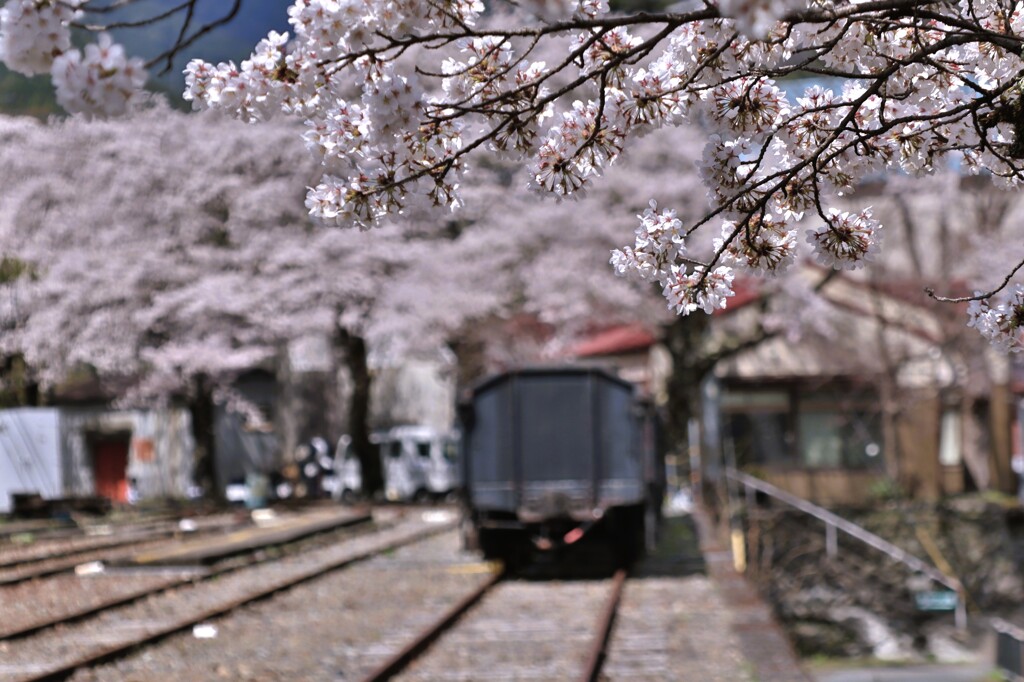 拝啓 清明の候 桜24