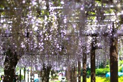 私の散歩道13