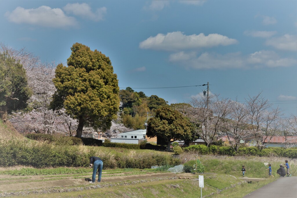 桜日和にて候 2