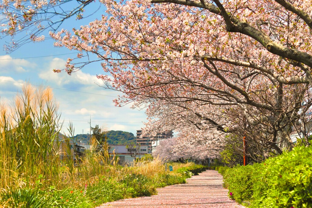 拝啓 清明の候 桜20