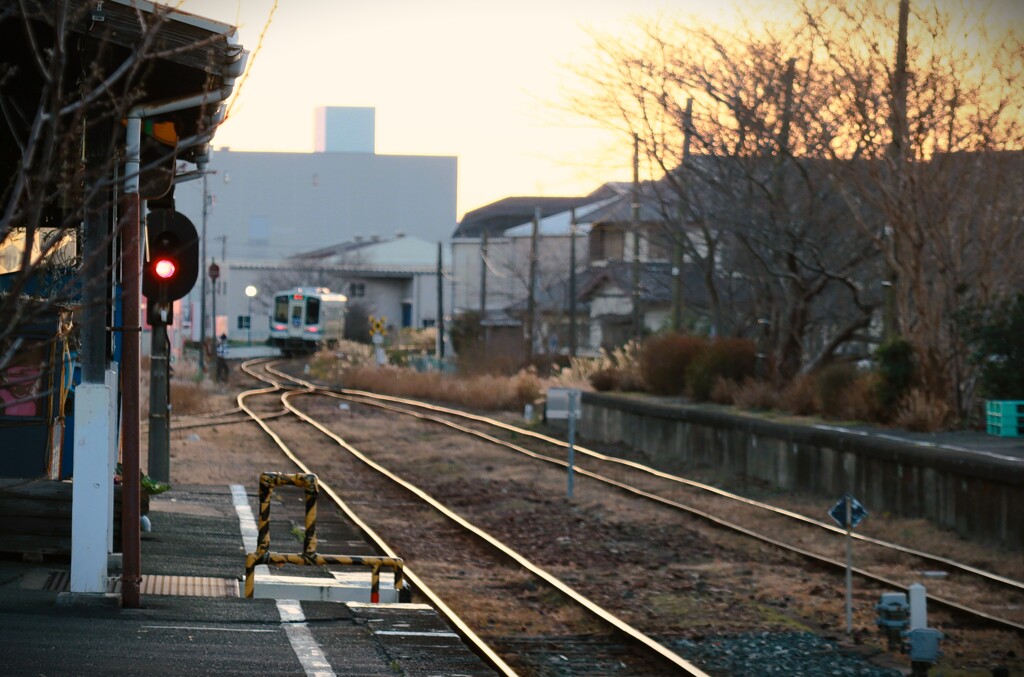 拝啓 小寒の候 桜木4