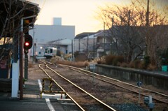 拝啓 小寒の候 桜木4