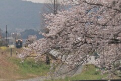 桜日和、原谷