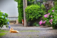 拝啓 芒種の候 紫陽花3