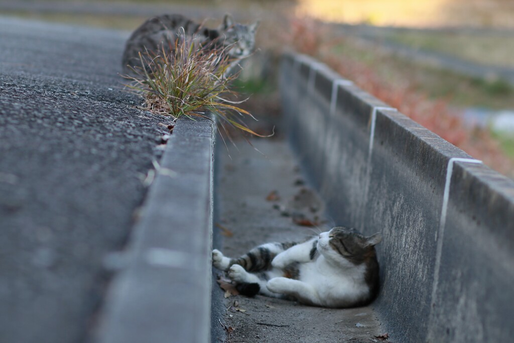 街猫物語 小寒5