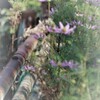 拝啓 霜降の候、池田2