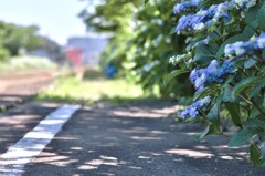 拝啓 芒種の候 天浜3