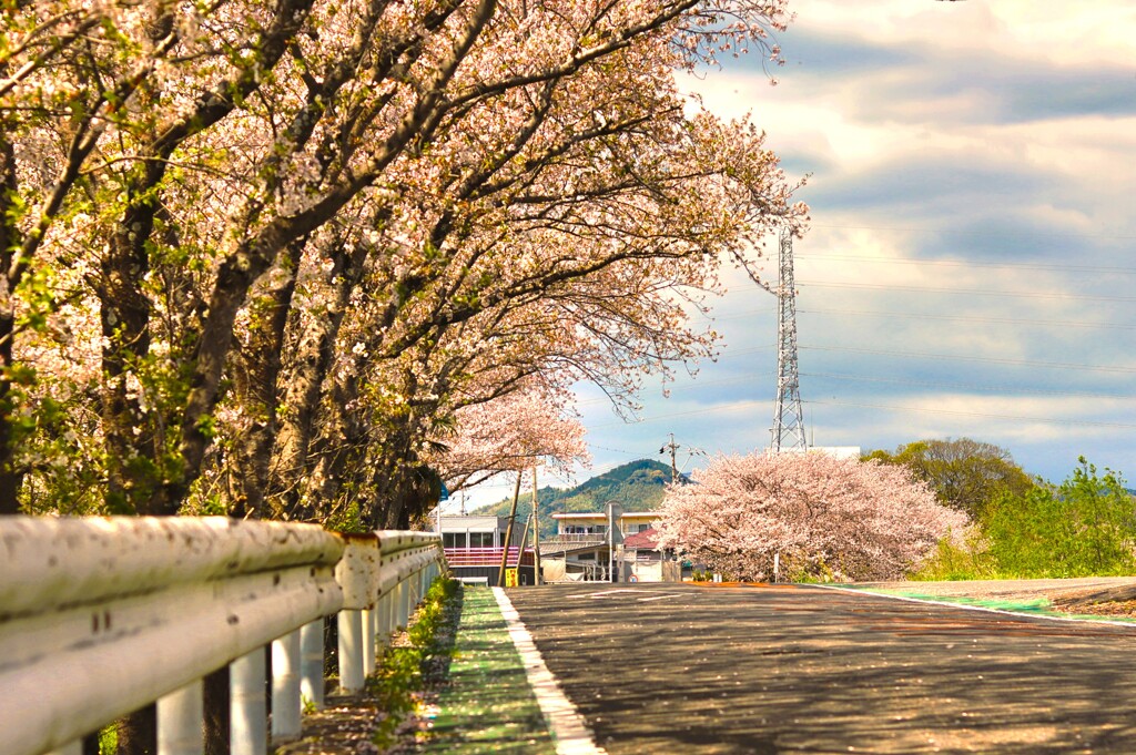 拝啓 清明の候 桜24