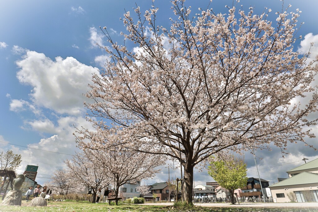 拝啓 清明の候 桜4