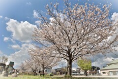 拝啓 清明の候 桜4