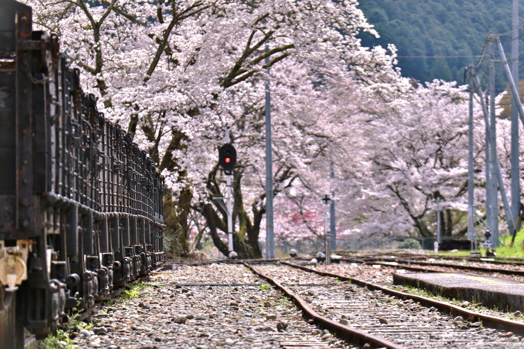 拝啓 清明の候 桜21