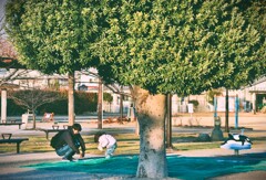 拝啓 小寒の候 散歩道6