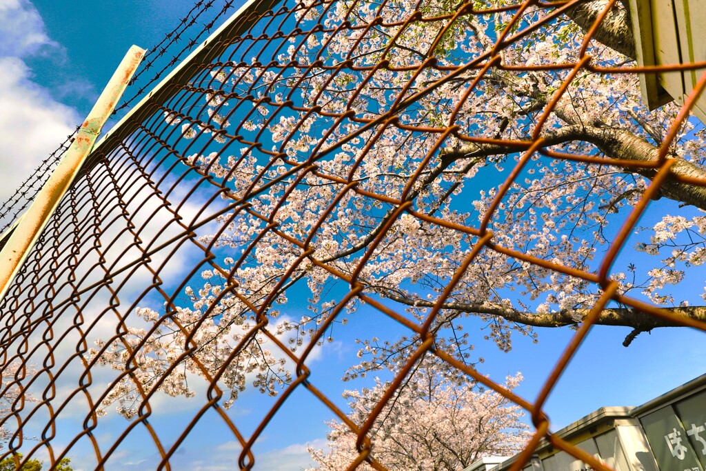 拝啓 清明の候 桜14