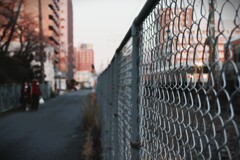 拝啓 小寒の候 散歩道9