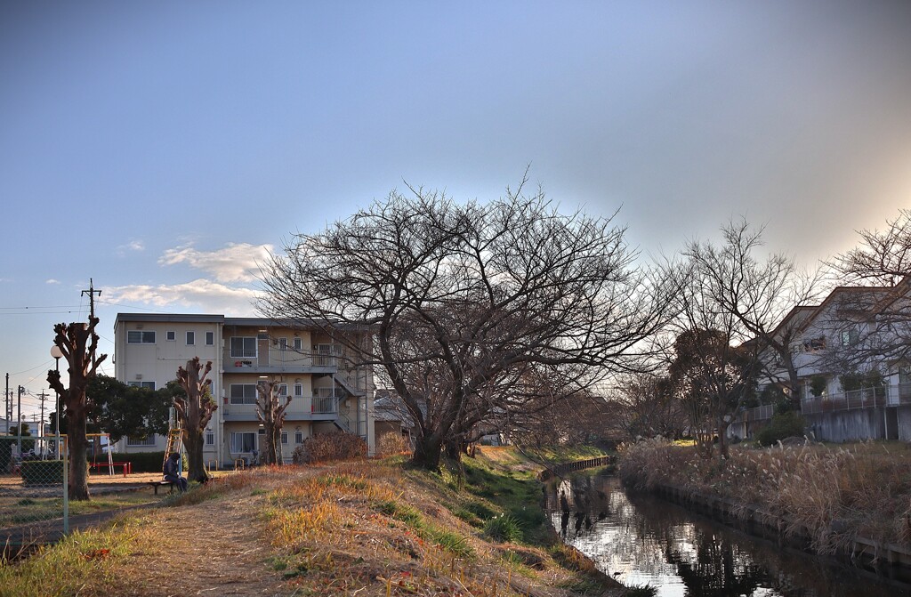 拝啓 小寒の候 散歩道2
