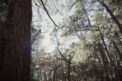 拝啓 冬至の候 三保9