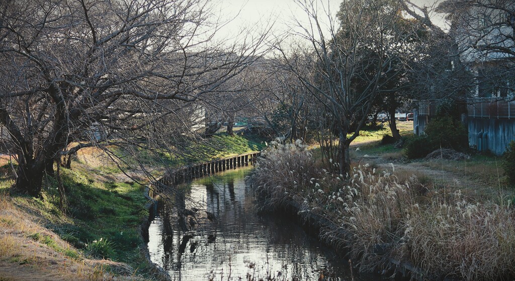 拝啓 小寒の候 散歩道3