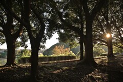 拝啓 立冬の候5