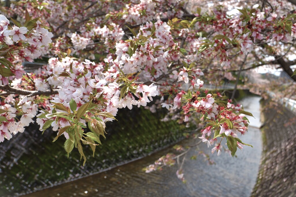 拝啓 清明の候 桜7