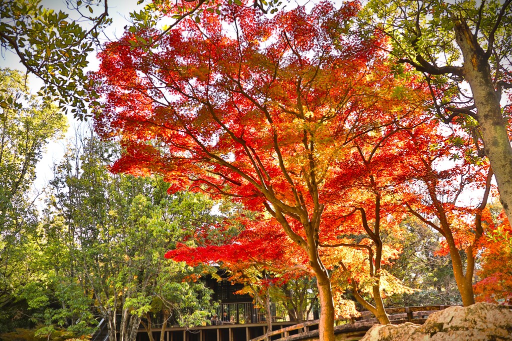 拝啓 小雪の候 浜松城公園1
