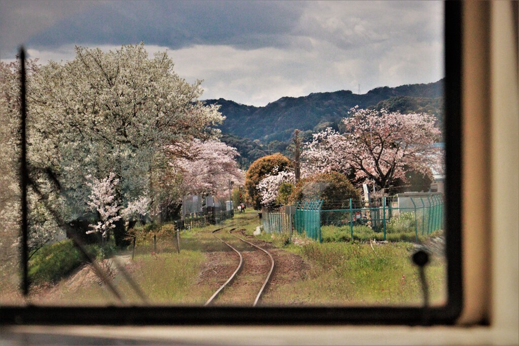 桜日和、気賀駅