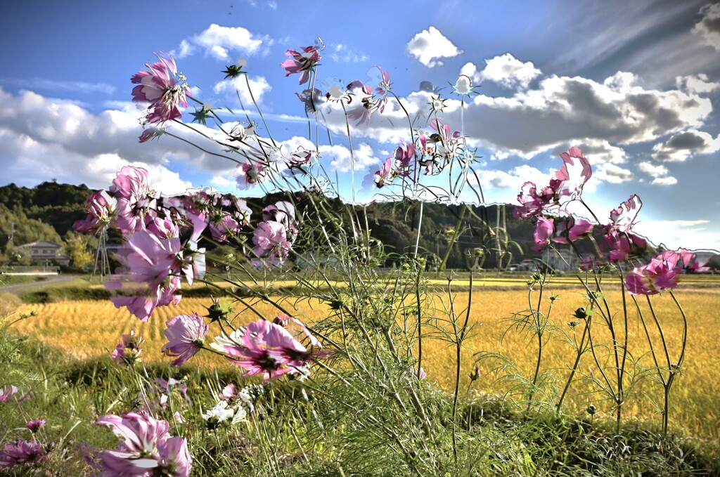拝啓 小雪の候 一宮3