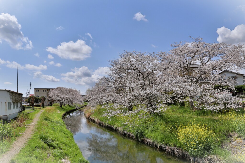 拝啓 清明の候 桜2
