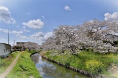 拝啓 清明の候 桜2