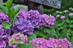 拝啓 芒種の候 紫陽花3