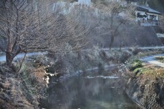 拝啓 小寒の候 散歩道1