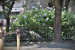 拝啓 夏至の候 紫陽花3