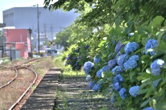 拝啓 芒種の候 天浜1