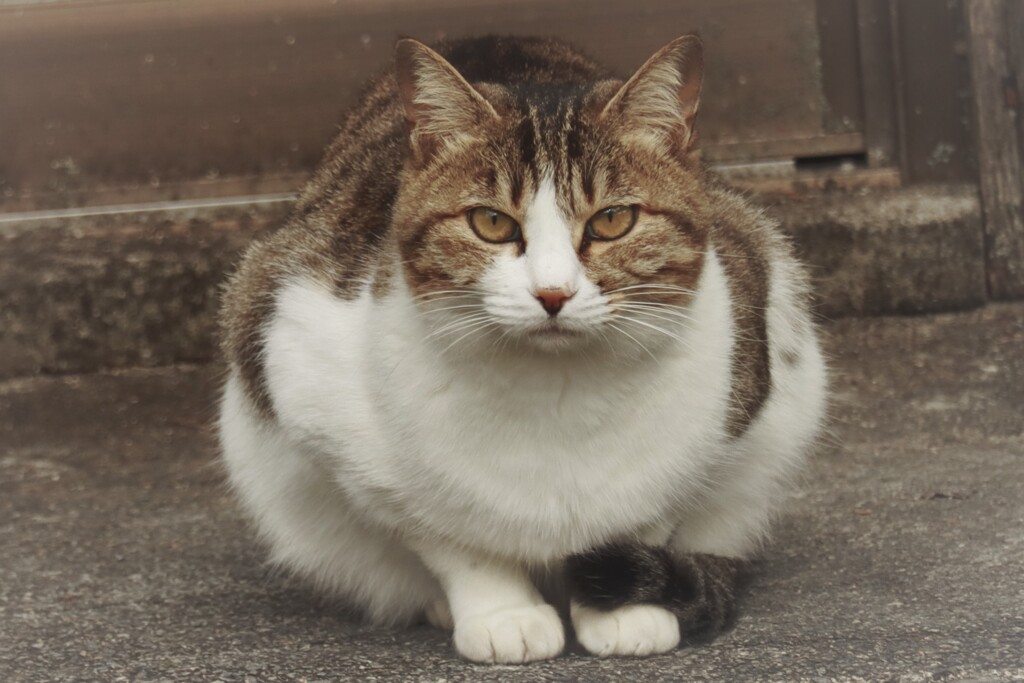 こんにちは2