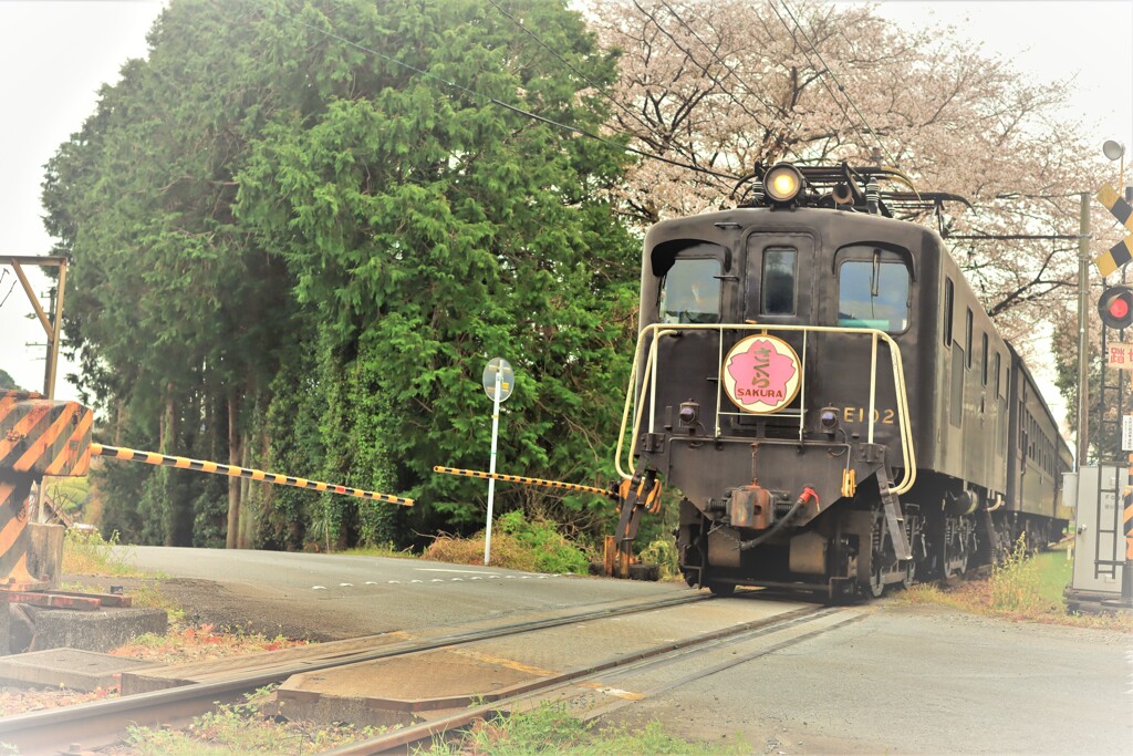 さくら、横岡新田