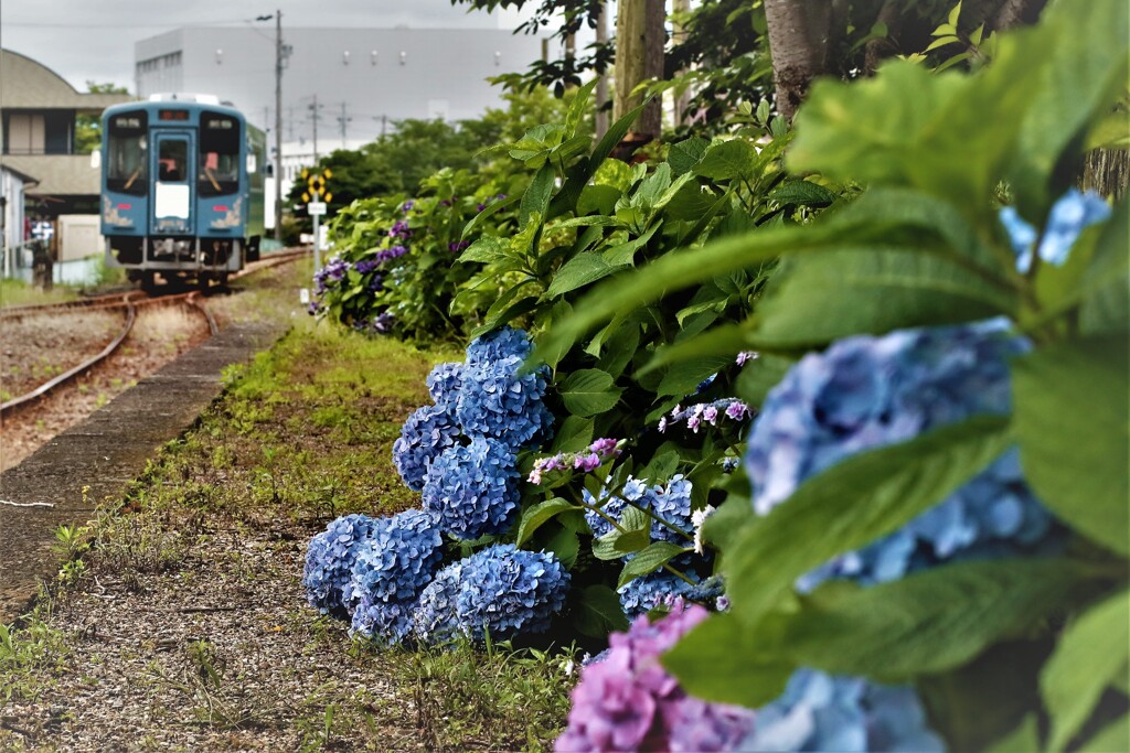 拝啓 芒種の候 桜木駅2