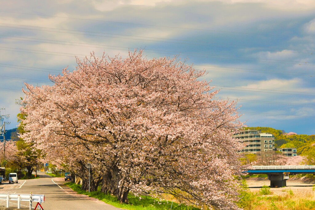 拝啓 清明の候 桜25