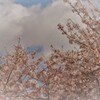 桜日和5