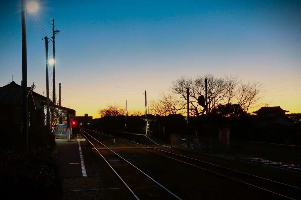 拝啓 小寒の候 桜木2