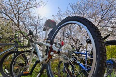 拝啓 清明の候 桜7