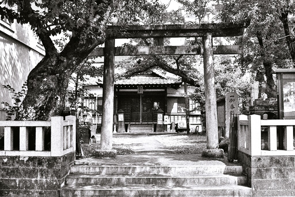 拝啓 小暑の候 mono5