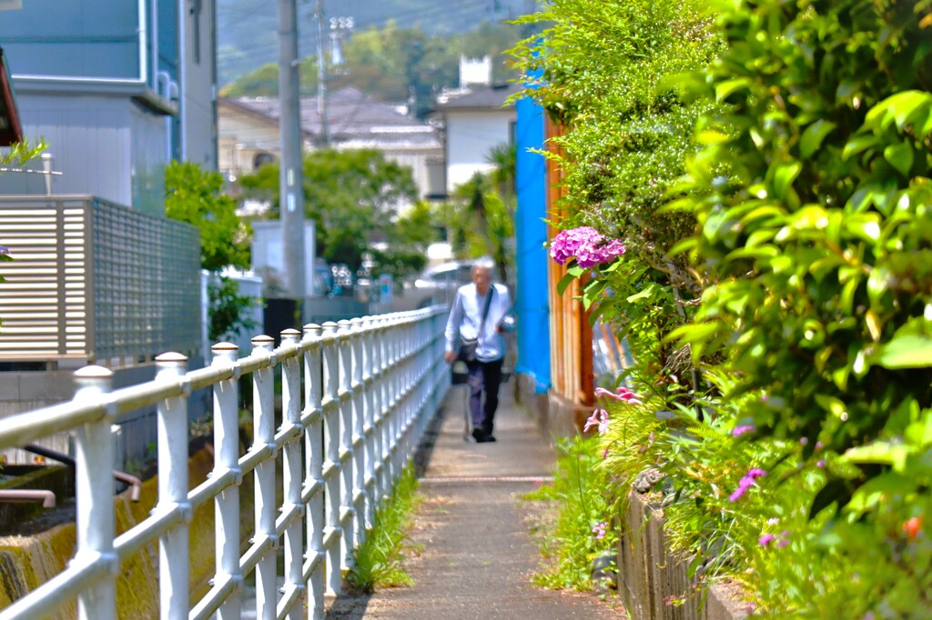 拝啓 芒種の候 紫陽花2