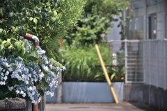 拝啓 夏至の候 紫陽花2