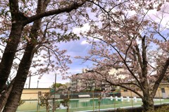 拝啓 清明の候 桜9