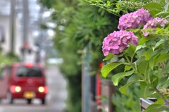 拝啓 芒種の候 紫陽花1