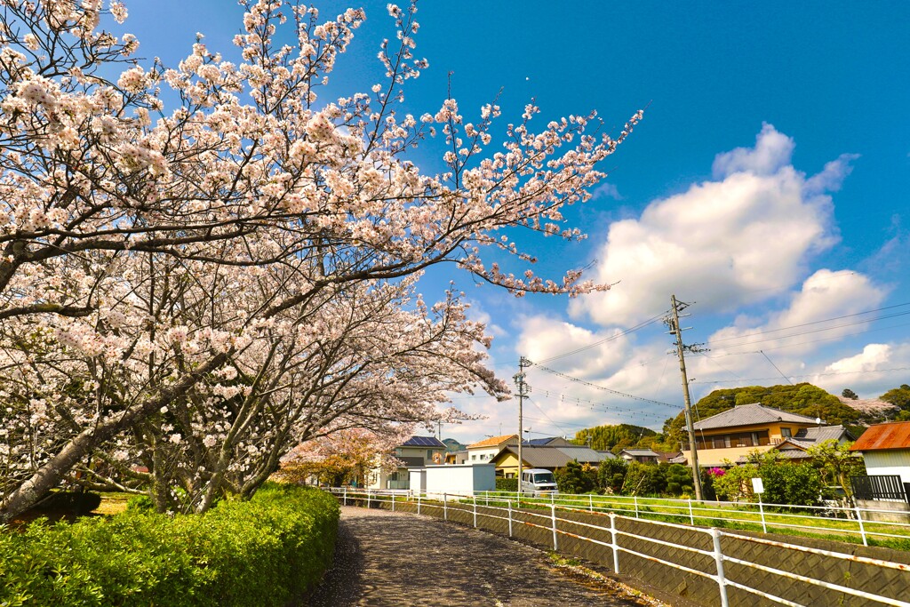 拝啓 清明の候 桜12