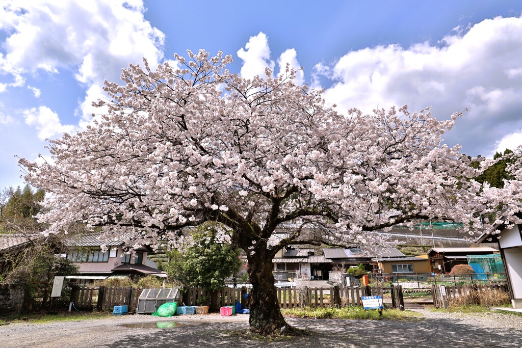 拝啓 清明の候 桜25